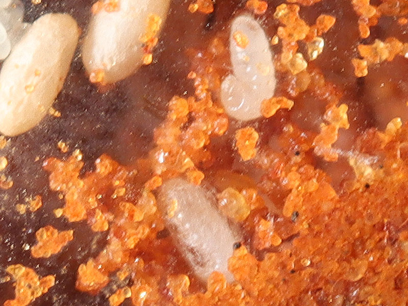 Lasius neoniger brood spinning cocoons