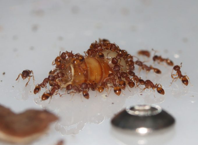 Acorn ants eating mealworm