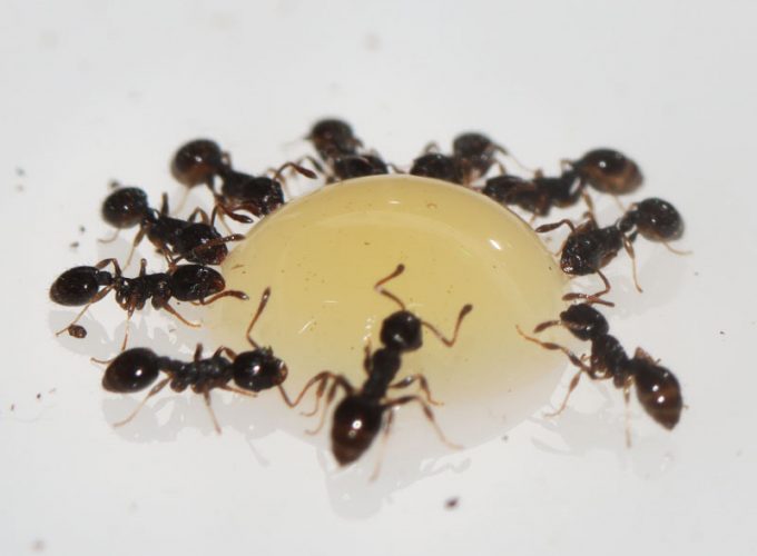 Ants feeding on honey