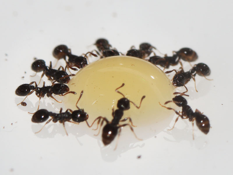 Ants feeding on honey