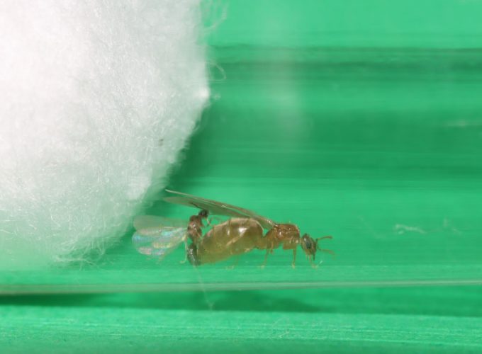 Pair of ants mating