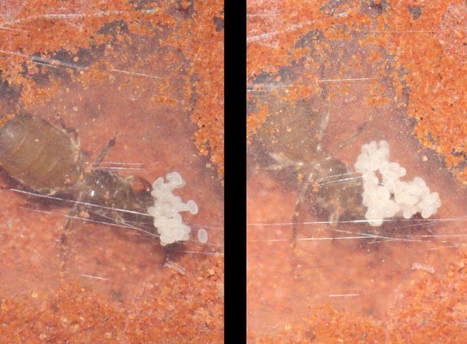 Lasius neoniger ant with eggs