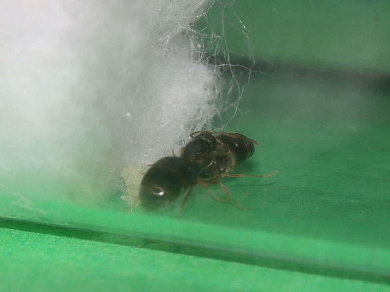 Polygynous queen ants