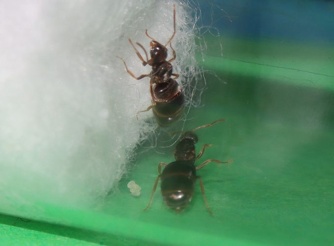 Polygynous queen ants