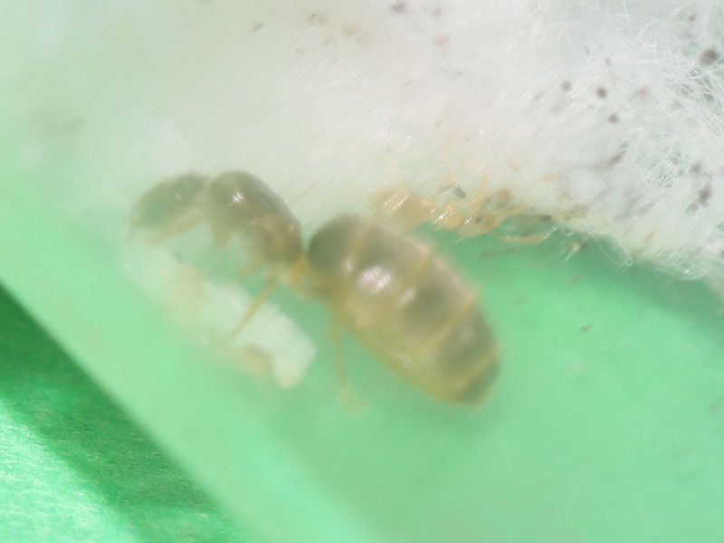 Brachymyrmex queen ant with a nanitic