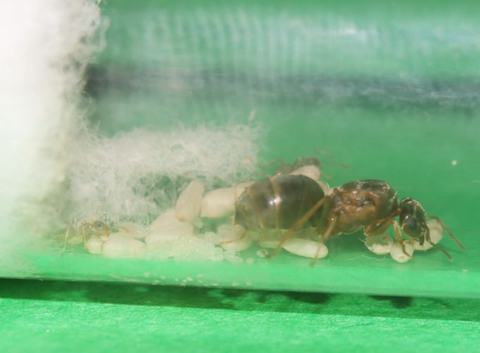 Lasius queen ant with a nanitic