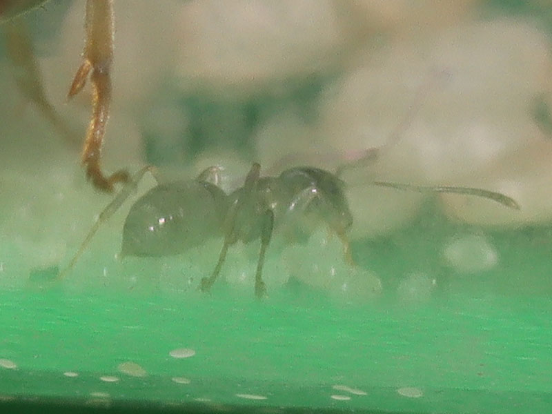 Lasius nanitic