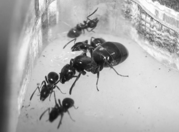 Queen ant with brood and nanitics