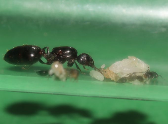 Crematogaster queen ant with brood