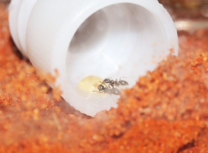 Lasius neoniger nanitics eating honey