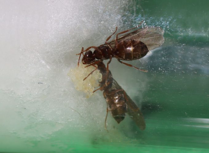 Pair of nylanderia parvula queen ants with brood