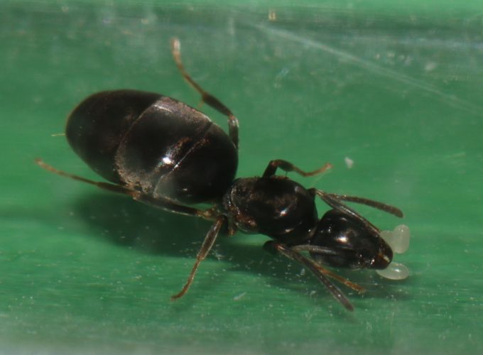 Tapinoma sessile queen ant