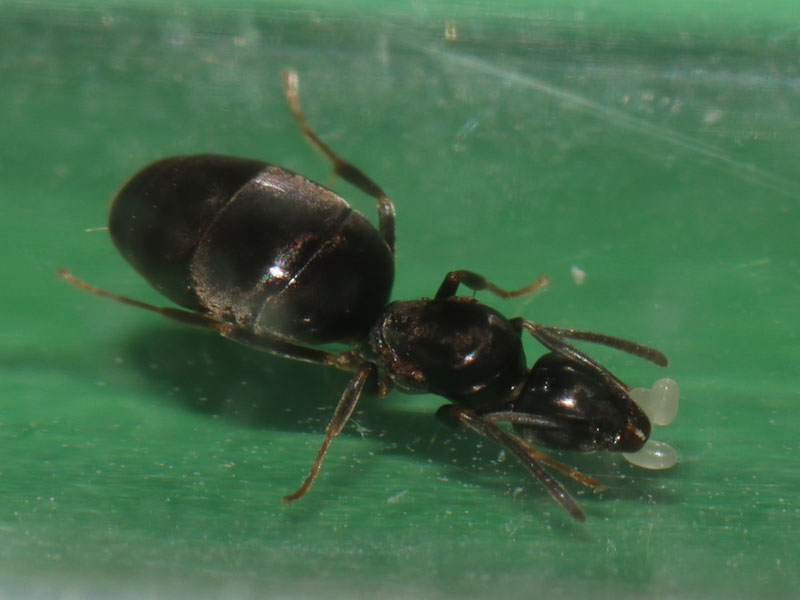 Tapinoma sessile queen ant