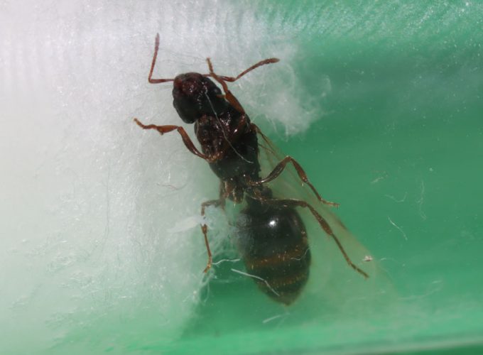 Tetramorium queen ant