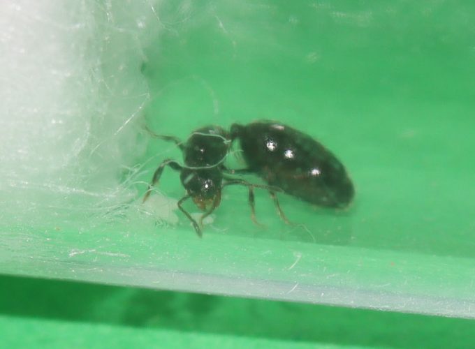 Monomorium minimum queen ant with brood