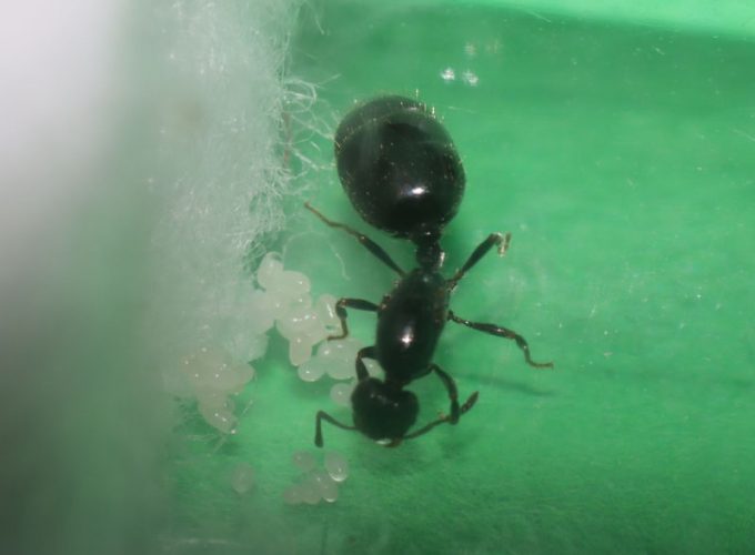 Monomorium minimum queen ant with brood