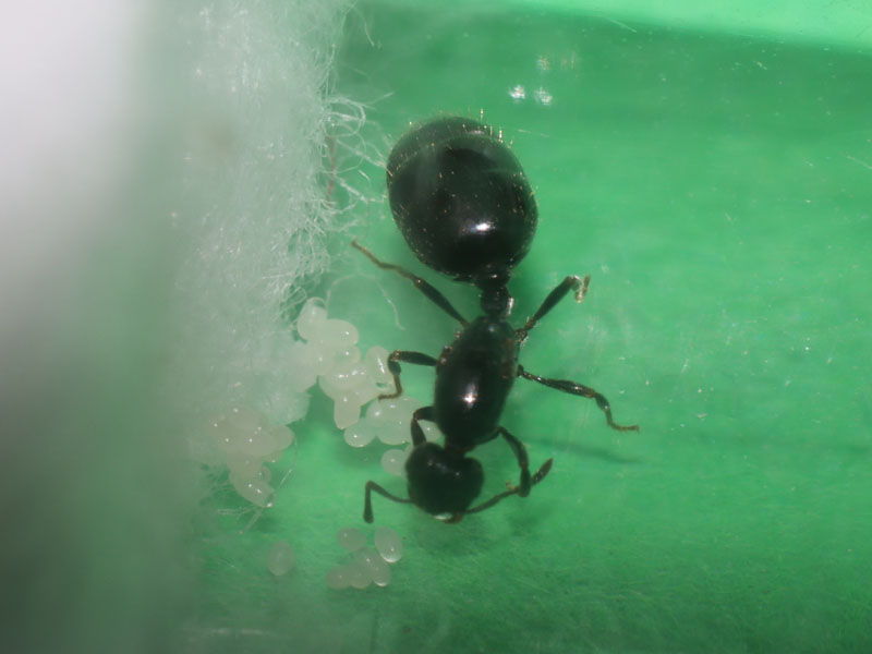 Monomorium minimum queen ant with brood