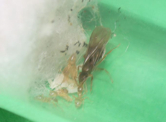 Queen ant with nanitics performing trophallaxis