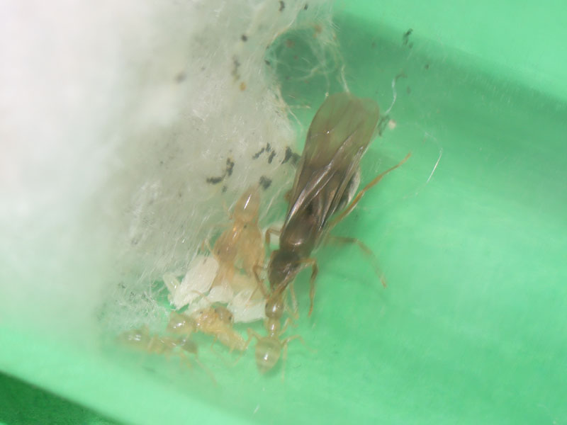 Queen ant with nanitics performing trophallaxis