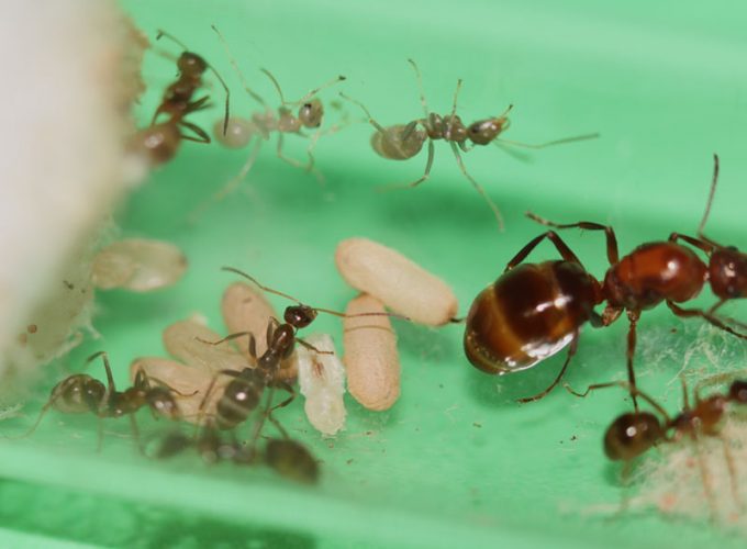 Formica dolosa colony