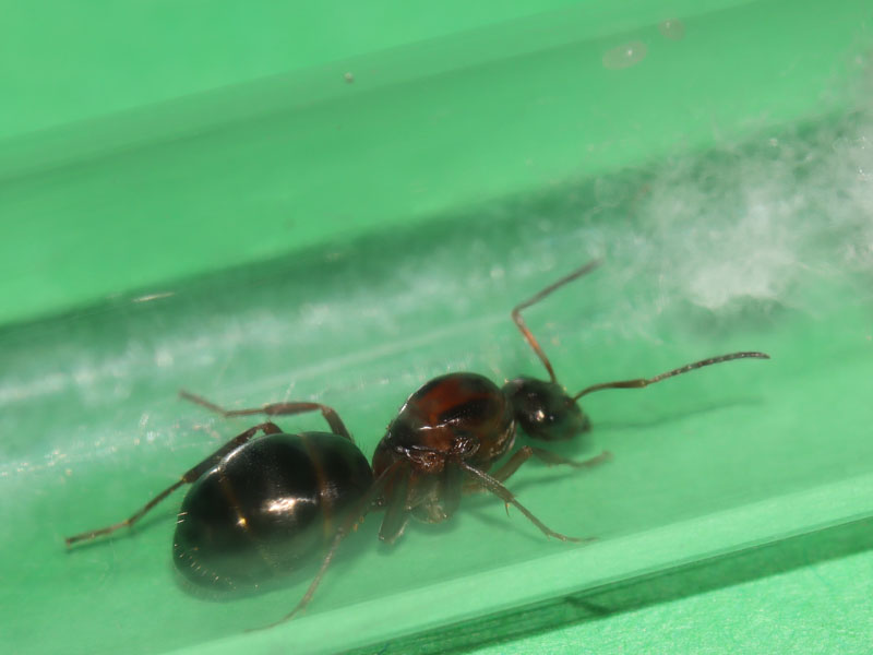 Formica sp
