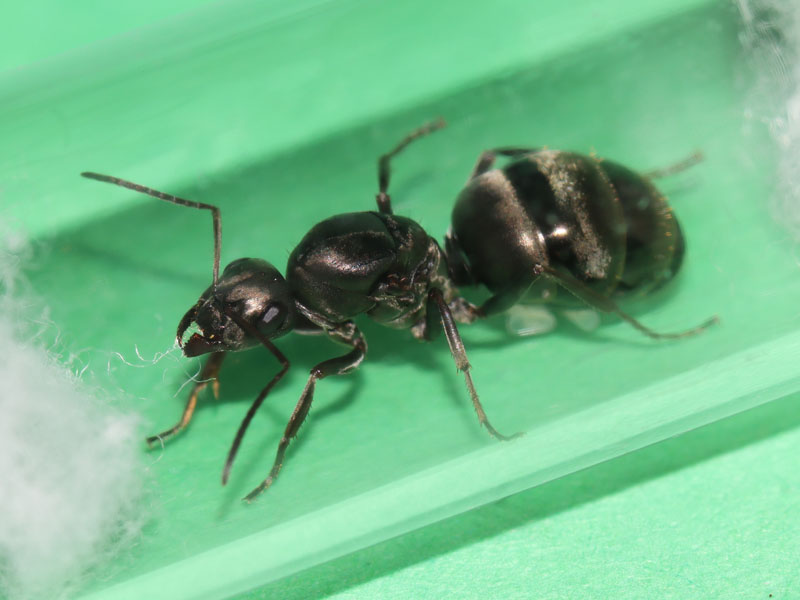 Formica subsericea queen ants with brood