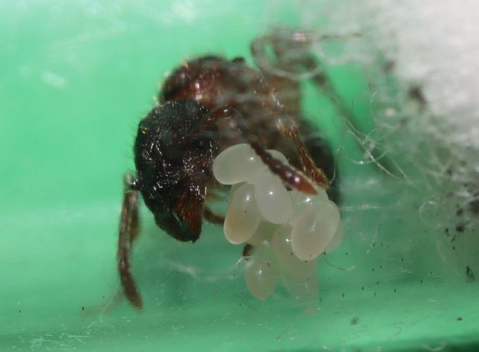 Myrmica sp queen ant with eggs