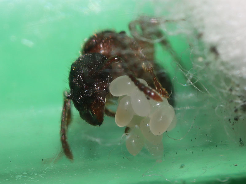 Myrmica sp queen ant with eggs