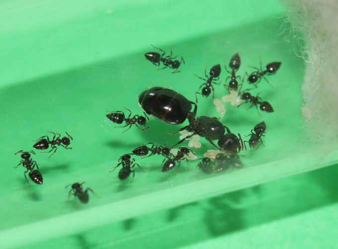 Crematogaster founding ant colony