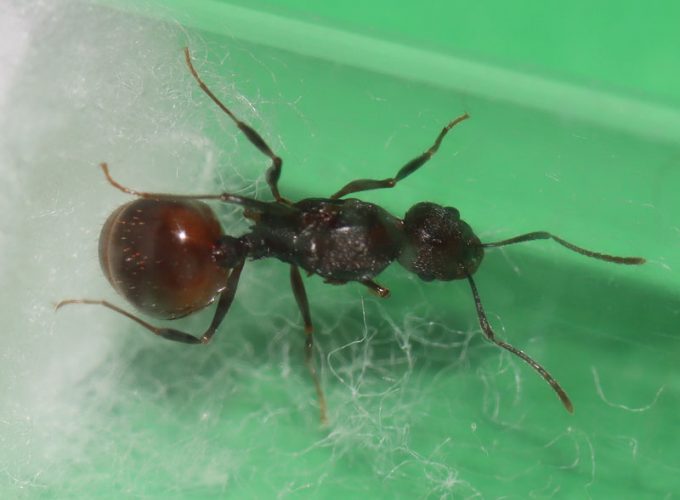 Aphaenogaster queen ant
