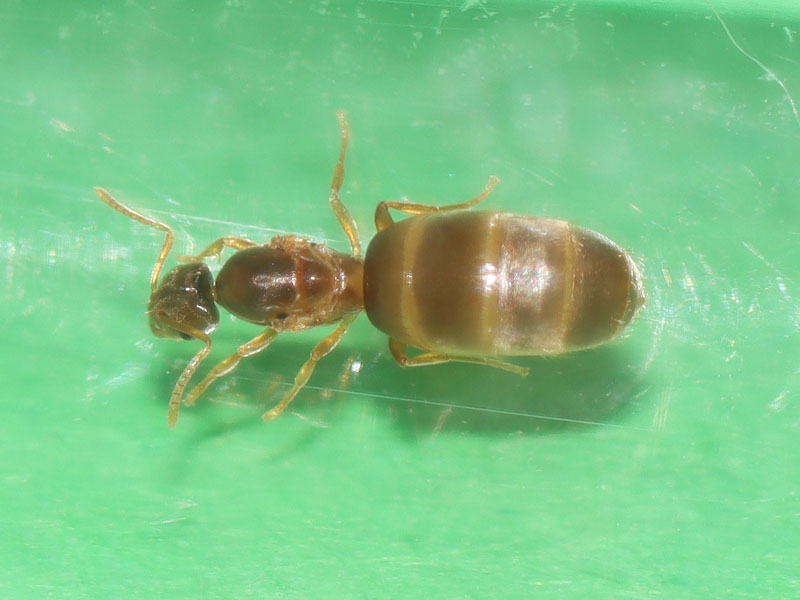 Brachymyrmex depilis queen ant
