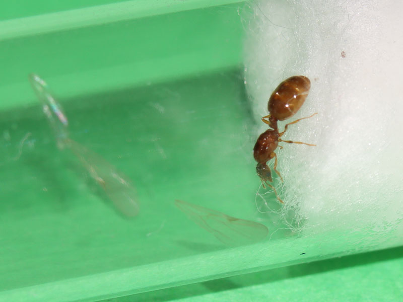 Solenopsis sp. queen ant