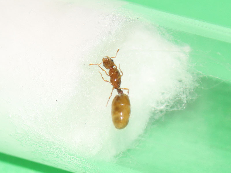 Solenopsis sp. queen ant