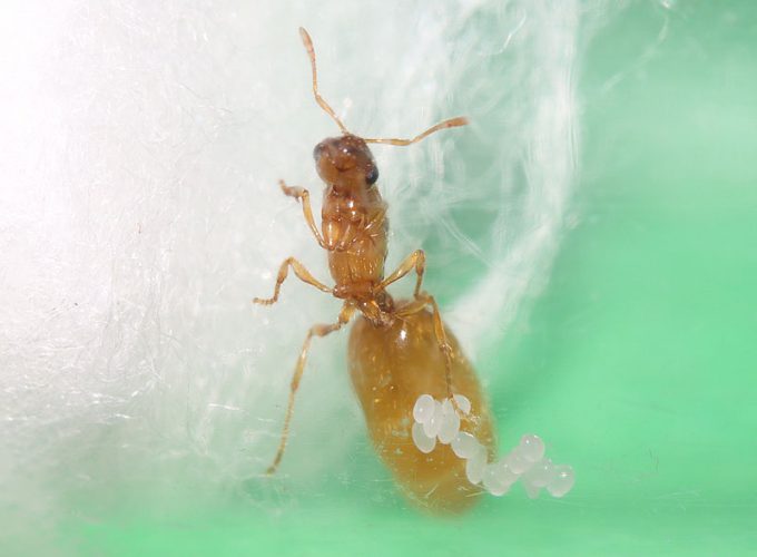 Solenopsis sp. queen ant with eggs