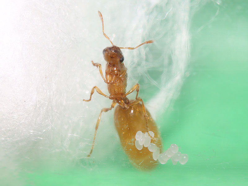 Solenopsis sp. queen ant with eggs