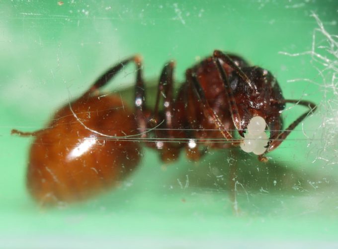 Aphaenogaster queen ant with three eggs