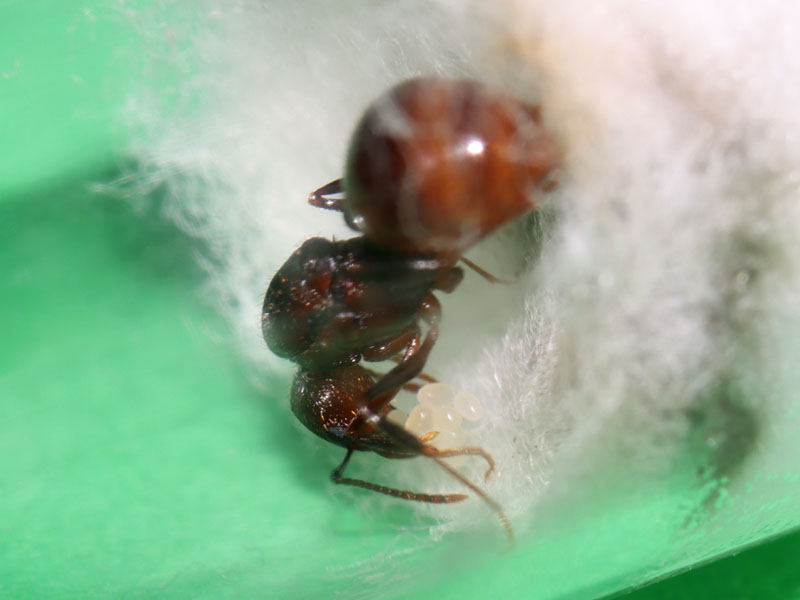 Aphaenogaster queen ant with brood