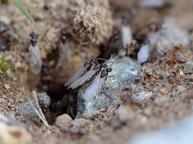 Lasius neoniger male alates