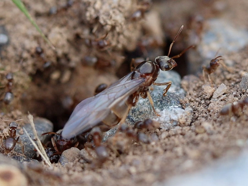 Lasius neoniger queen alate emerging from the nest