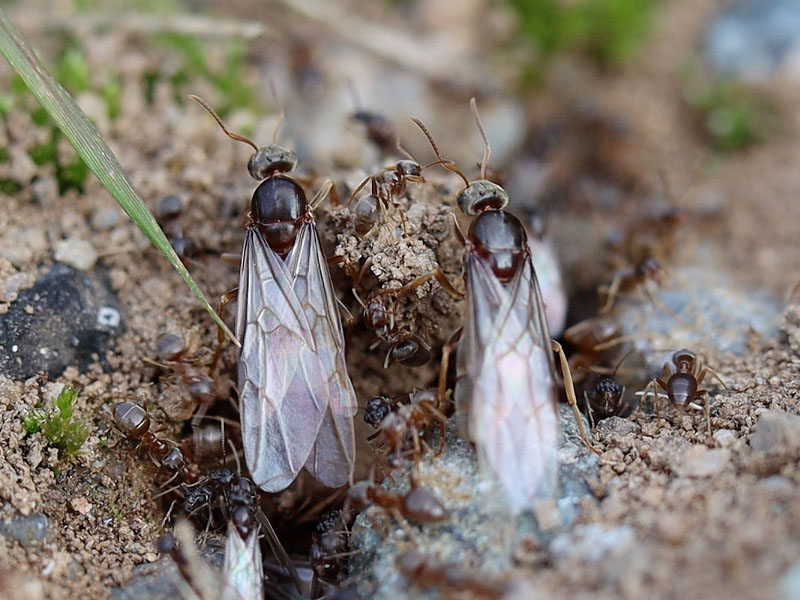 2 Lasius neoniger queen alates emerging from the nest