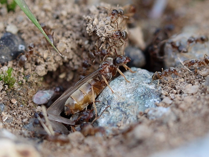 Lasius neoniger queen alate emerging from the nest