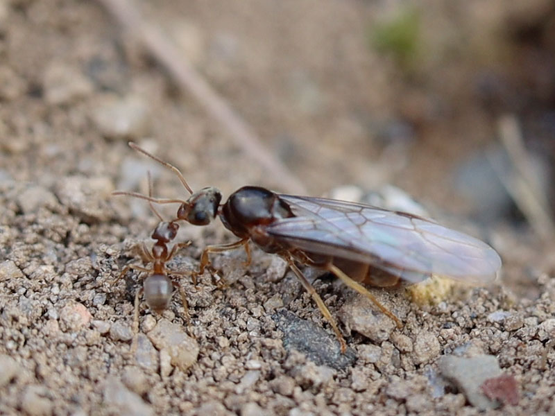 Lasius neoniger queen alate deciding if she should fly