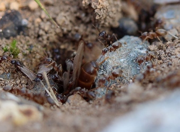Reluctant Lasius neoniger queen ant