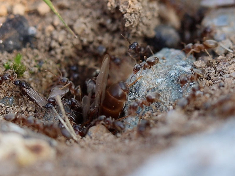 Reluctant Lasius neoniger queen ant