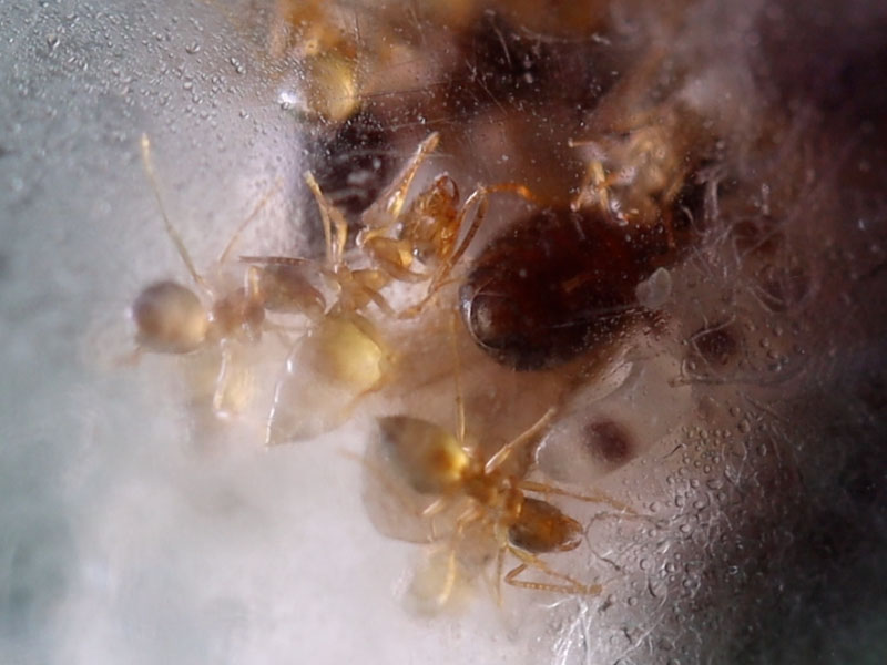 Nanitics in a polygynous ant colony cleaning each other