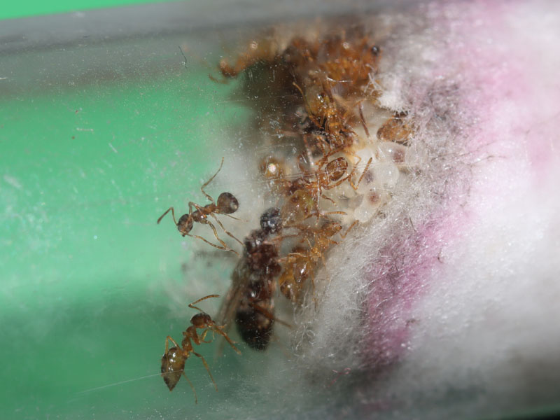 Polygynous ant colony