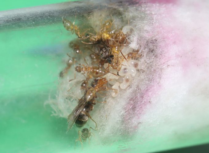 Polygynous ant colony