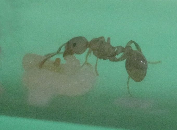 Myrmica nanitic