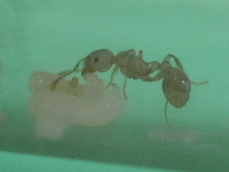 Myrmica nanitic