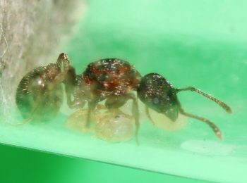 Myrmica queen ant with pupa